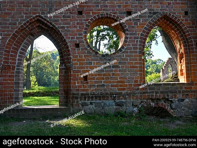 21 September 2020, Brandenburg, Boitzenburg: The morning sun shines through the leaf canopy of ancient oaks onto the remains of the monastery ruins