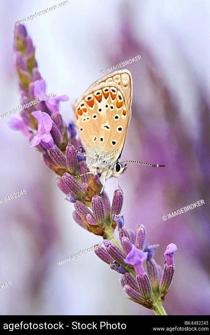 European common blue (Polyommatus icarus) on a true lavender (Lavandula angustifolia) blossom in a field near Valensole, Provance, France, Europe