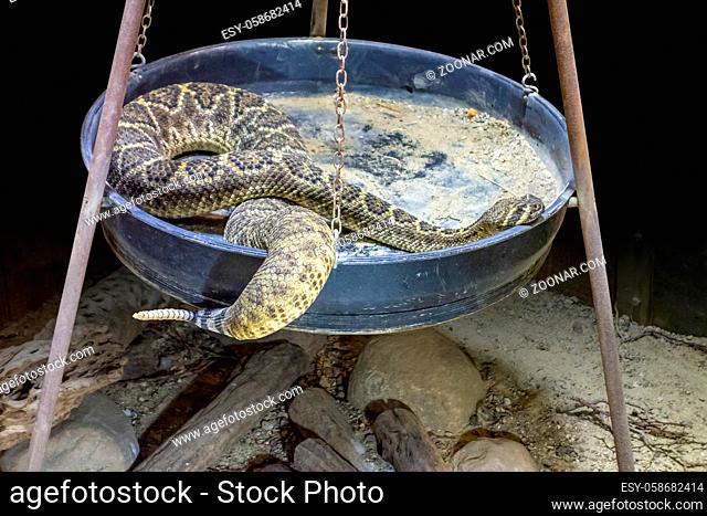 a Western diamondback rattlesnake resting in a metallic pan