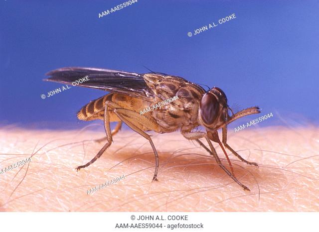 Tsetse Fly (Glossina austeni) feeding on man, Tanzania
