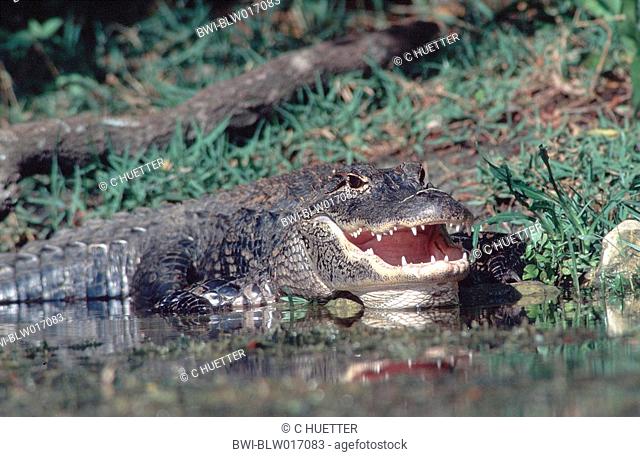 American alligator Alligator mississippiensis, Mrz 97