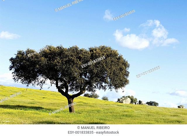 Oak tree  Quercus ilex