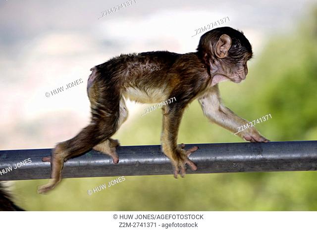 Baby Barbary Ape, Gibraltar