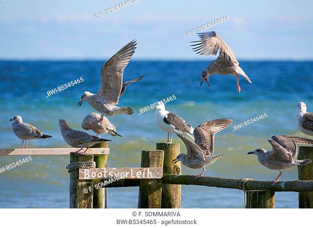 herring gull (Larus argentatus), a number of gulls at an old pier for boats, Germany, Mecklenburg-Western Pomerania, Ruegen