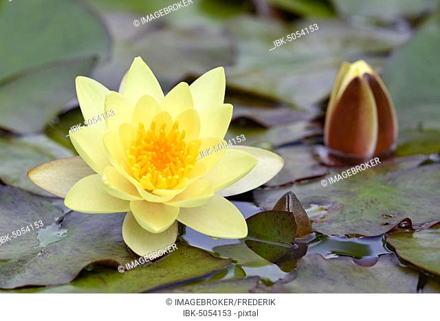 Water lily (Nymphaea), variety Moorei, yellow flower in pond, North Rhine-Westphalia, Germany, Europe