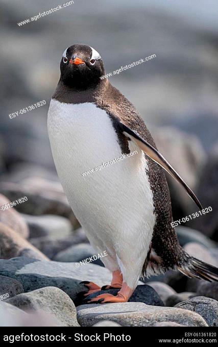 Close-up of gentoo penguin standing on shingle