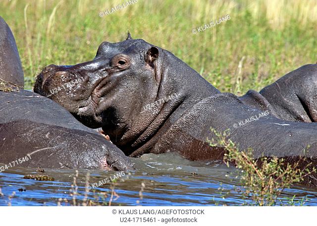 Hippopotamuses, Chobe National Park, Botswana, Africa
