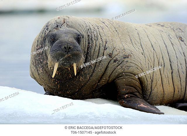 Walrus resting on ice Odobenus rosmarus Foxe Basin, Nunavut, Canada
