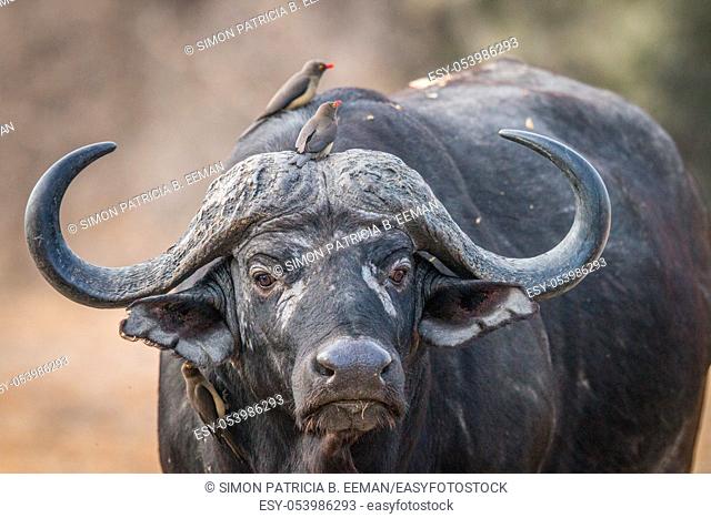 A starring Buffalo with Oxpeckers on him in the Kruger National Park, South Africa