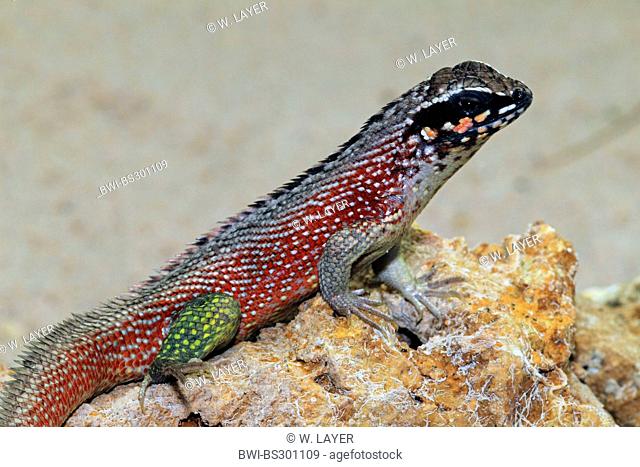 Haitian curlytail lizard (Leiocephalus personatus), sitting on a rock