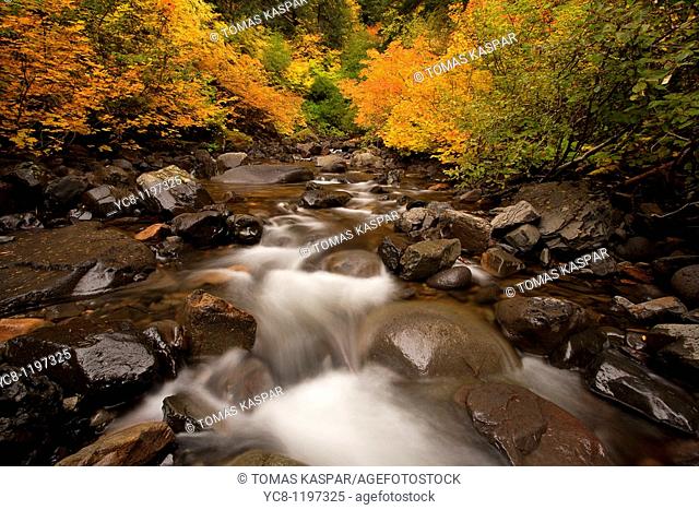 Stream in autumn Gifford Pinchot National Forest