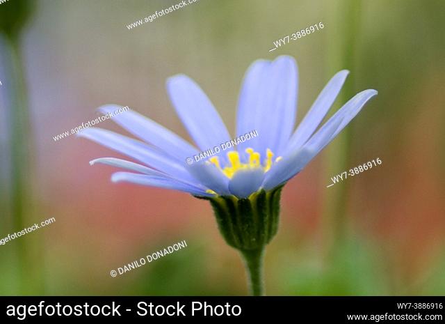 agathea coelestis flower, italy