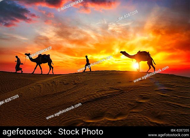 Indian cameleers (camel driver) bedouin with camel silhouettes in sand dunes of Thar desert on sunset Caravan in Rajasthan travel tourism background safari...