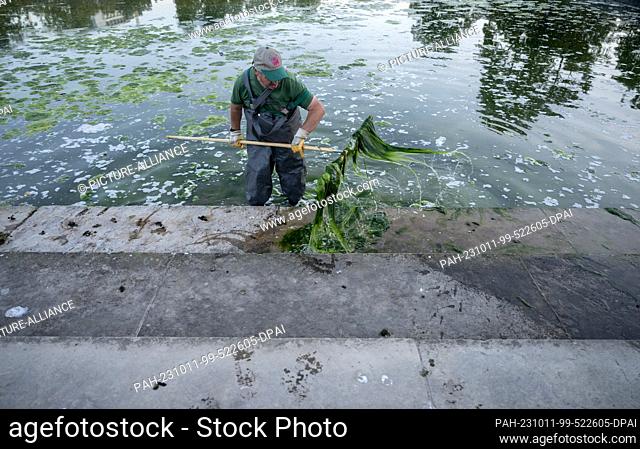 11 October 2023, Baden-Württemberg, Stuttgart: An employee of the Wilhelma Zoological-Botanical Garden removes algae in the Eckensee lake