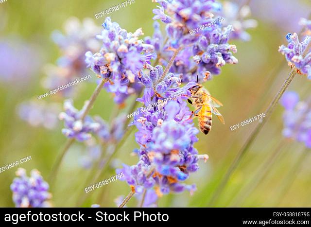 Closeup shot of a bee collecting pollen from lavender on a summer's day in Victoria, Australia