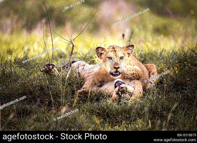 Lion (Panthera leo) two cubs playing in the green bush, Taita Hills Wildlife Sanctuary, Kenya, East Africa, Africa
