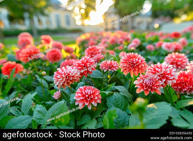 Portrait of beautiful red flowers with white tips in the garden outdoors