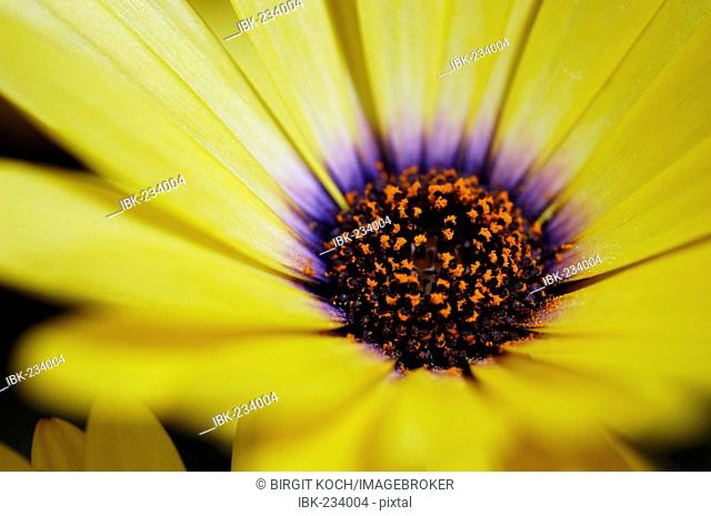 Namaqualand daisy (Dimorphotheca sinuata ), detail, close up