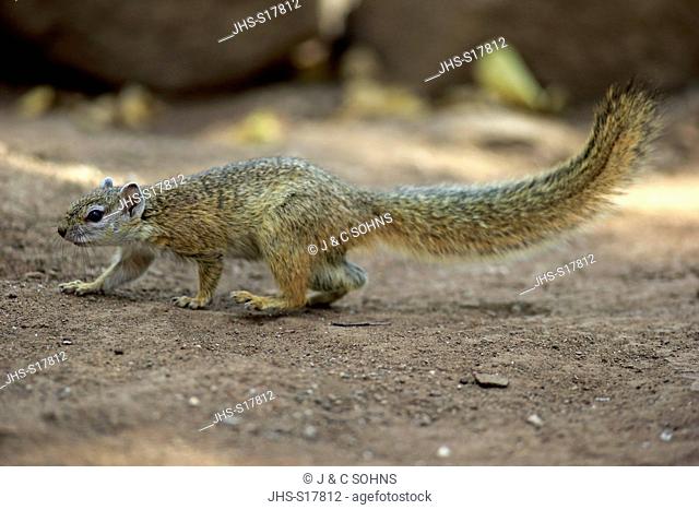 Tree Squirrel, Smith's bush squirrel, yellow-footed squirrel, (Paraxerus cepapi), adult, Kruger Nationalpark, South Africa, Africa