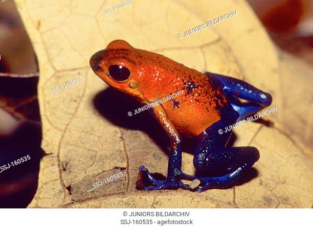 Strawberry poison frog - sitting / Dentrobates pumilio