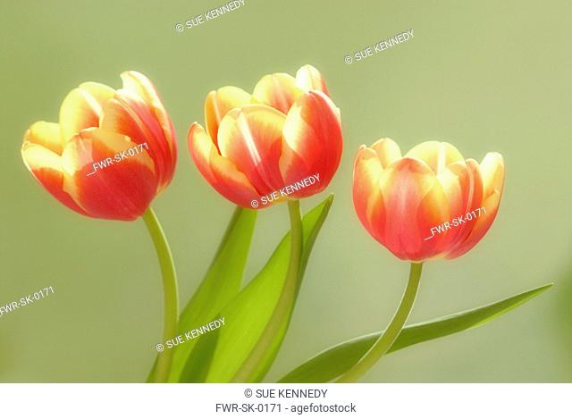 Tulipa - variety not identified, Tulip