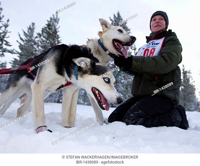 Exited sled dogs at the start line, lead dogs, leaders, Alaskan Huskies, held out by handler, Carbon Hill dog sled race, Mt