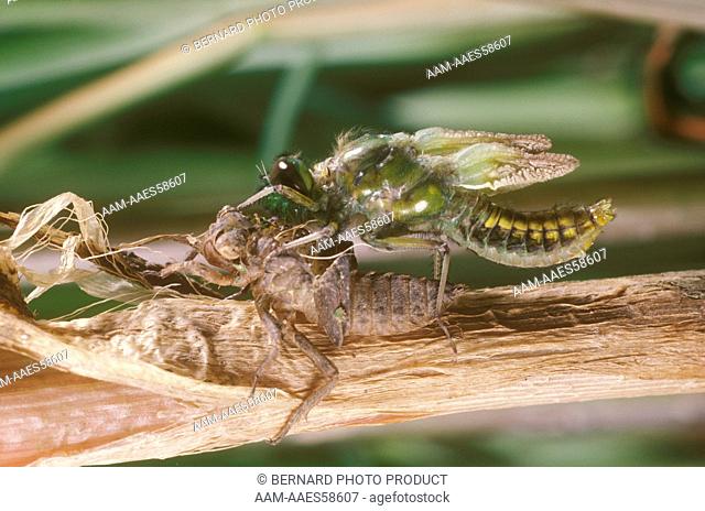 Darter Dragonfly Emergence (Libellula depressa) Insecta/Odonata