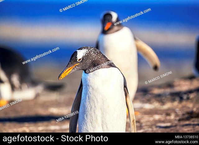 Gentoo Penguins (Pygocelis papua) walking, Sea Lion Island, Falkland Islands, South America