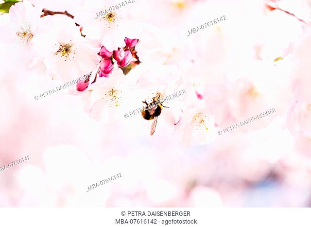 Cherry blossoms in spring, Prunus serrulata with bumblebee, Bombus