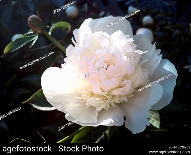 The beautiful large white peony blossoming in a garden among the green leaves, is photographed by a close up