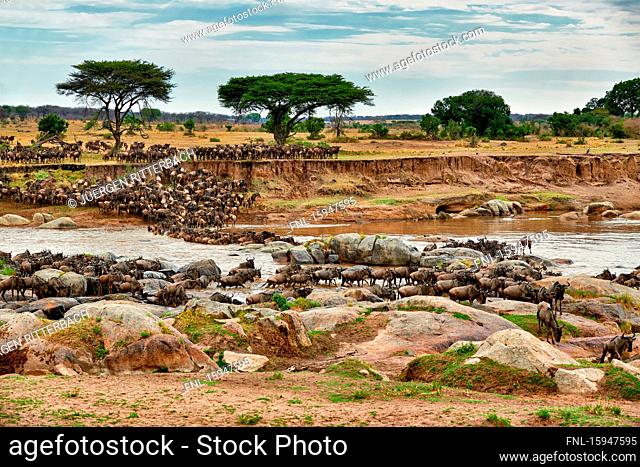 White-bearded wildebeests, Connochaetes taurinus mearnsi, Serengeti National Park, Tanzania, East Africa, Africa