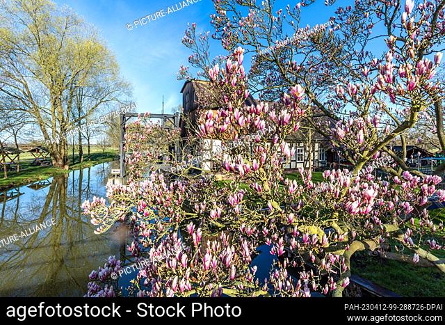 12 April 2023, Brandenburg, Raddusch: A magnolia blossoms in the spring sun on a stream at the Radduscher Buschmühle. Rivers are waterways in the Spreewald