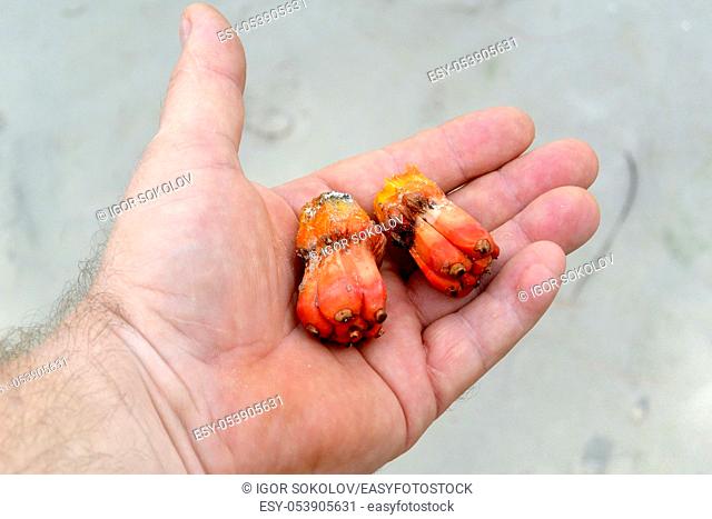 Exotic orange pandanus fruit lies on a hand, Cambodia, Southeast Asia