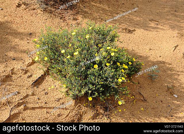 Jaguarzo amarillo (Halimium calycinum) is a shrub native to south Iberian Peninsula and northwestern Africa. This photo was taken in Coto de Donana National...