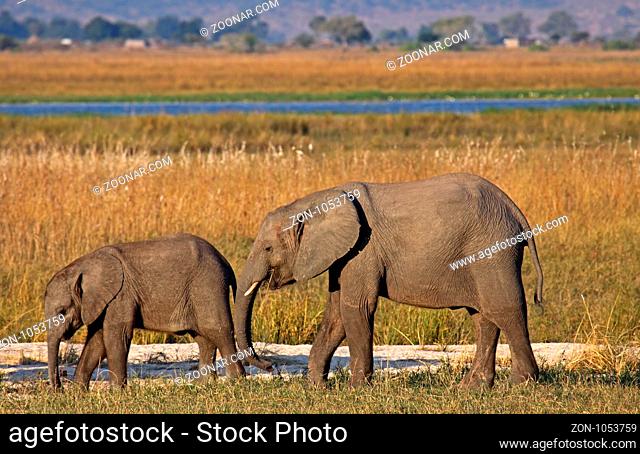Junge afrikanische Elefanten (Loxodonta africana) am Chobe-Fluss, Botswana