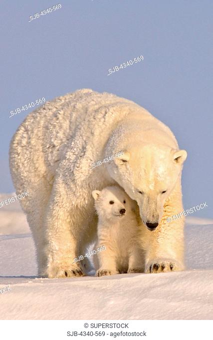 Polar Bear Sow with Newborn Spring Cub
