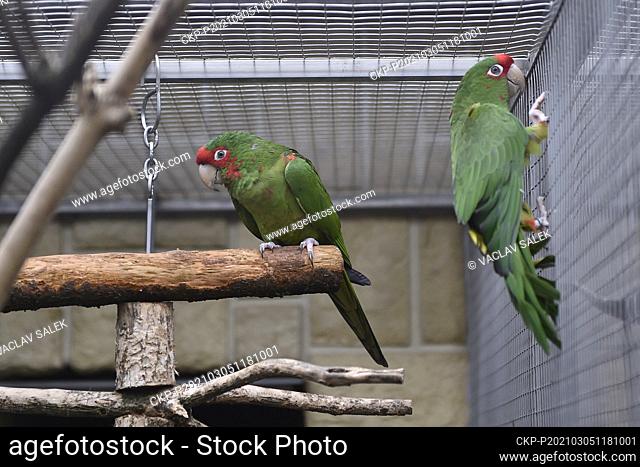 Mitred Parakeet, Psittacara mitratus, in the zoo in Bosovice, which specialises in breeding parrots, on Thursday, March 4, 2021