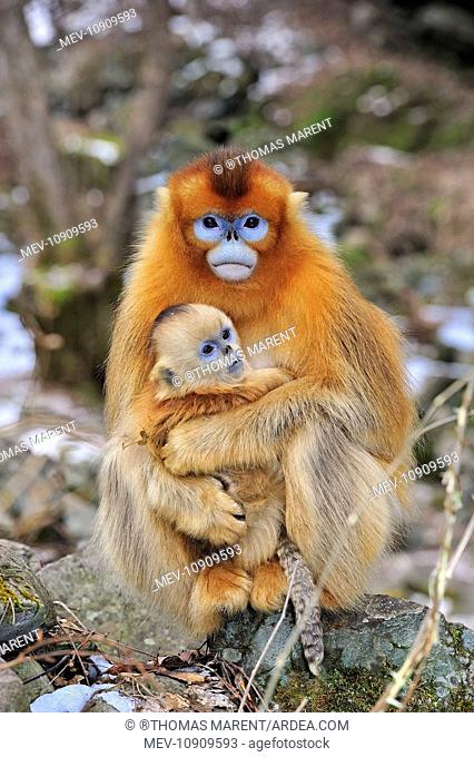 Golden Snub-nosed Monkey - female with baby (Rhinopithecus roxellana). Qinling Mountains - Shaanxi province - China