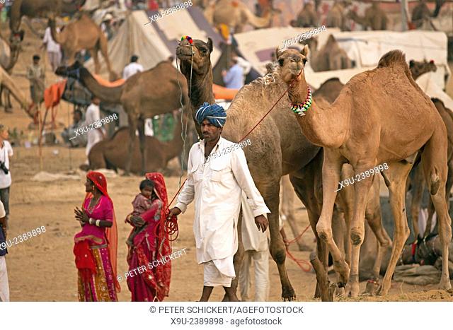 camel and livestock fair Pushkar Fair or Pushkar Mela, Pushkar, Rajasthan, India, Asia