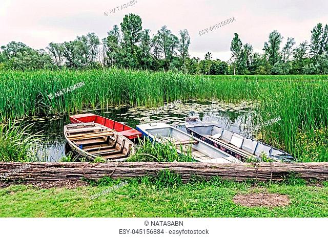 Nature reserve. Bulrush reflecting in a lake with Beautiful Lotus and Four small boats beside. Spring Trees. Untouched Nature
