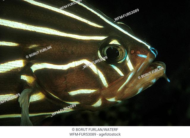 Goldstriped Soapfish, Grammistes sexlineatus, Dahab, Sinai, Red Sea, Egypt