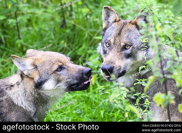 29 August 2023, Lower Saxony, Springe: A young wolf (l) stands with a parent in the enclosure at the Wisentgehege Springe