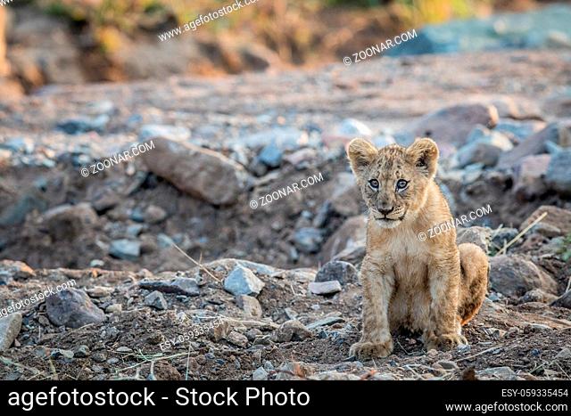 Lion cub sitting in a rocky riverbed in the Pilanesberg National Park, South Africa