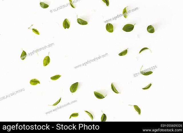 Spring composition. Round frame made of leaves on white background, Top view. Flat lay
