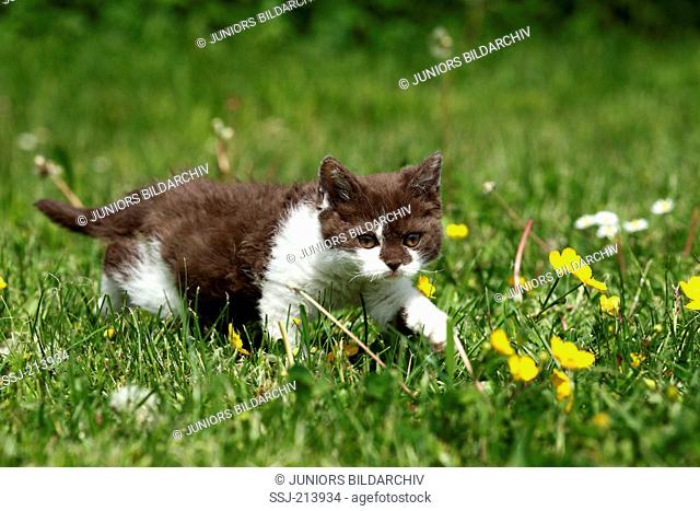 Selkirk Rex. Kitten walking on a flowering meadow. Germany
