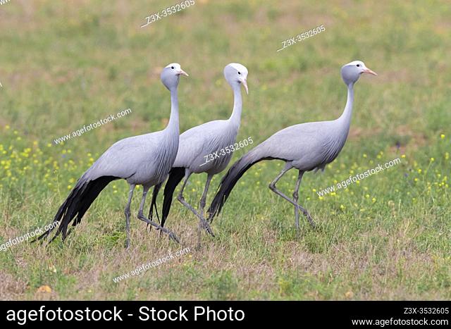 Blue Crane (Grus paradisea), three individuals walking in a grassland, Western Cape, South Africa