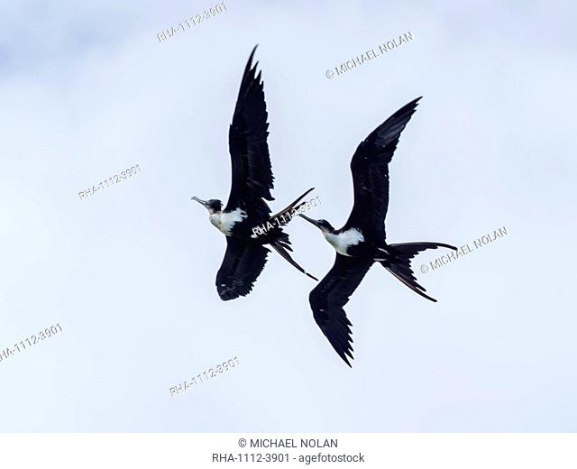 Adult female lesser frigatebirds (Fregata ariel), in aerial combat, Niau Island, Tuamotus, French Polynesia, South Pacific, Pacific