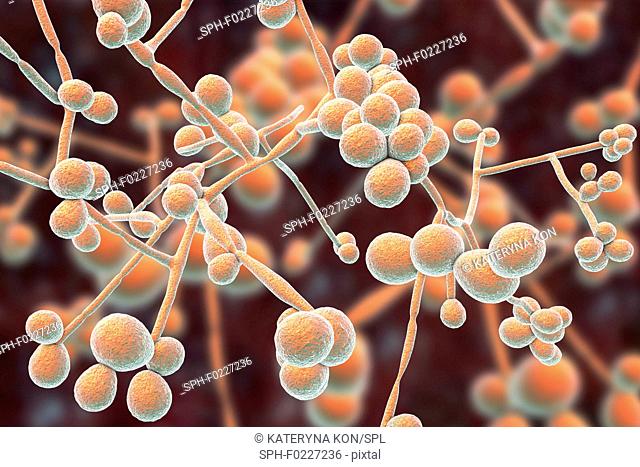 Candida albicans yeast and hyphae stages, illustration