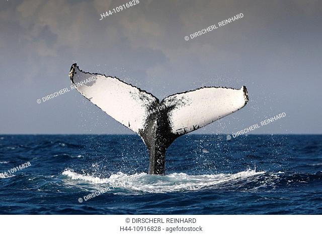 Fluke, Humpback Whale, Megaptera novaeangliae, Silver Bank, Atlantic Ocean, Dominican Republic, Humpback Whale, Whale, Whales, Balaenopteridae, Mysticeti