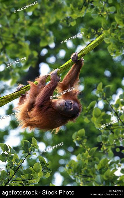 Young Sumatran orangutan (Pongo pygmaeus abelii)